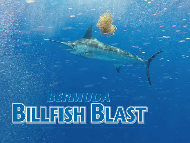 Team Reel Steel Wins 2019 Bermuda Billfish Blast